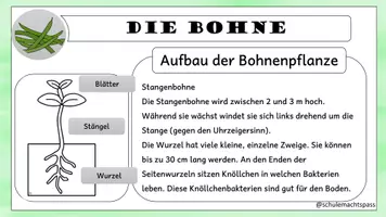 Vorschau - Aufgabenkarten - Die Bohnen Lesekartei mit Informationen rund um die Bohne - Seite 3