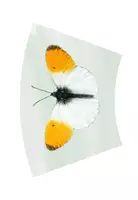 Vorschau - Poster - Legekreis Schmetterlinge - Schmetterlingsarten - Seite 3
