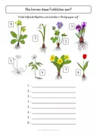Vorschau - Arbeitsblätter - Wortschatz FRÜHBLÜHER - Seite 3
