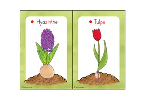 Vorschau - Präsentationen/Tafelbilder - Frühblüher: Aufsteller (Tolsby) - Seite 3