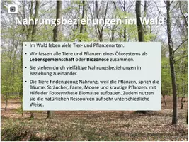 Vorschau - Arbeitsblätter - Nahrungsnetz im Wald - Seite 3