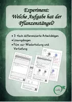 Vorschau - Arbeitsblätter - Pflanzen: Experimente - Keimung und Wassertransport - Seite 1