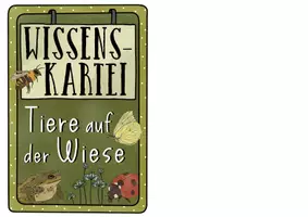 Vorschau - Stundenentwürfe - Die Wiese - XXL Materialpaket: Wiesentiere, Wiesenpflanzen bestimmen, Herbarium... - Seite 3