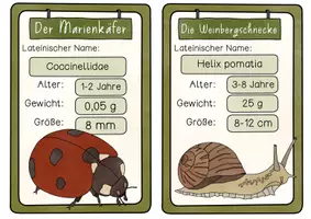 Vorschau - Unterrichtsreihen - Tiere der Wiese - Wissenskartei | Texte, Steckbrief und Abbildungen - Seite 3