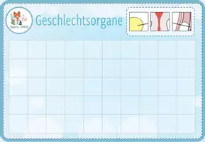 Vorschau - Spiele - Geschlechtsorgane – 3 digitale Spiele und Aktivitäten - Seite 1