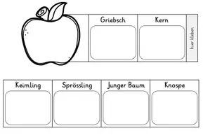 Vorschau - Mal- und Bastelvorlagen - FREEBIE Apfel Leporello | Sachunterricht Klasse 1-2 - Seite 3