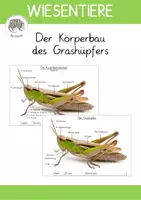 Vorschau - Poster - Der Grashüpfer: Körperbau mit Foto (Tiere auf der Wiese) - Deckblatt