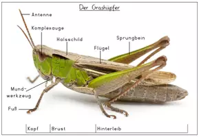 Vorschau - Poster - Der Grashüpfer: Körperbau mit Foto (Tiere auf der Wiese) - Seite 1