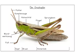 Vorschau - Poster - Der Grashüpfer: Körperbau mit Foto (Tiere auf der Wiese) - Seite 2