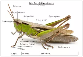 Vorschau - Poster - Der Grashüpfer: Körperbau mit Foto (Tiere auf der Wiese) - Seite 3