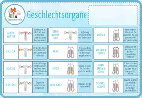 Vorschau - Spiele - Geschlechtsorgane - digitale Zuordungsaktivität für Computer & iPad - Seite 2