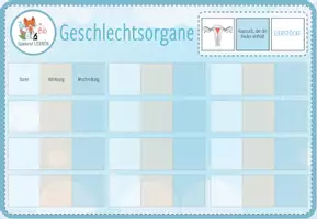 Vorschau - Spiele - Geschlechtsorgane - digitale Zuordungsaktivität für Computer & iPad - Seite 1
