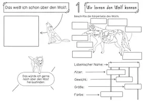 Vorschau - Arbeitsblätter - Wolf Forscherheft - Selbstlernheft rund um den Wolf als Wildtier - Seite 3