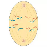 Vorschau - selbst erstellte Cliparts/Grafiken - Cliparts Mitose/ Meiose - Seite 1