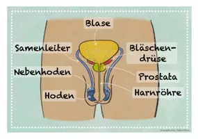 Vorschau - Poster - Bildkarten männliche Geschlechtsorgane Sexualerziehung Grundschule - Seite 3