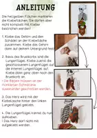 Vorschau - Mal- und Bastelvorlagen - Organe XXL Modell zum Aufklappen - Anordnung der Organe - Seite 1