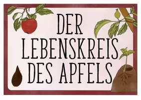 Vorschau - Poster - Lebenskreis des Apfels Tafelmaterial - Lebenszyklus Apfel - Seite 2