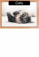 Vorschau - Arbeitsblätter - Cats - Lapbook and Flash Cards - Seite 1