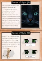 Vorschau - Arbeitsblätter - Cats - Lapbook and Flash Cards - Seite 3
