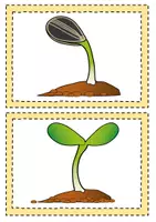 Vorschau - Präsentationen/Tafelbilder - Die Sonnenblume - Tafelmaterial - Seite 3