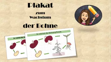 Vorschau - Poster - Plakat Übersicht Wachstum der Bohne - Seite 1