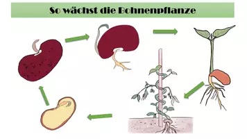 Vorschau - Poster - Plakat Übersicht Wachstum der Bohne - Seite 2
