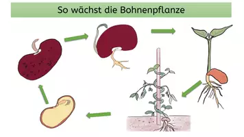 Vorschau - Poster - Plakat Übersicht Wachstum der Bohne - Deckblatt