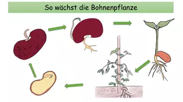 Vorschau - Poster - Plakat Übersicht Wachstum der Bohne - Seite 3