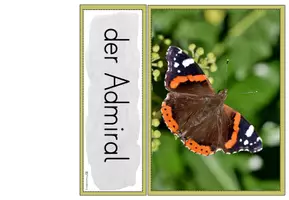 Vorschau - Poster - Tafelmaterial: Schmetterlingsarten (Bildkarten) - Seite 3