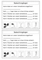 Vorschau - Arbeitsblätter - Die Sonnenblume - Materialpaket - Seite 3