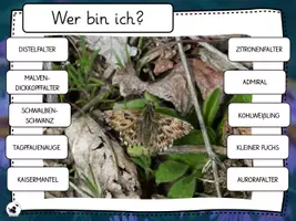 Vorschau - Präsentationen/Tafelbilder - Heimische Schmetterlinge bestimmen - Interaktive PDF - Seite 2