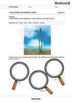Vorschau - Arbeitsblätter - Die Getreidepflanze - Seite 1