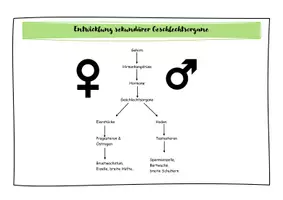 Vorschau - Stundenentwürfe - Pubertät - Seite 1