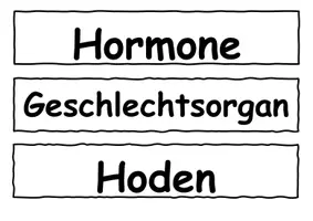 Vorschau - Stundenentwürfe - Pubertät - Seite 2