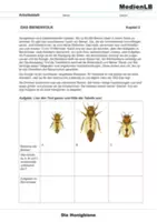 Vorschau - Arbeitsblätter - Die Biene im Bienenstaat - Seite 2