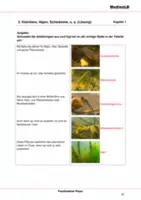 Vorschau - Arbeitsblätter - Fische, Algen und Schwämme - Seite 3