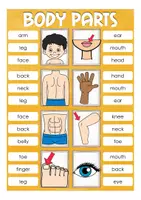 Vista previa - Unidades / Secuencias / Situaciones de Aprendizaje - body parts English / Inglés clip cards game - página 1