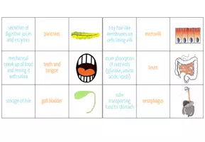 Vista previa - Juegos / Gamificación - Digestive System – 5x games and activities - página 2