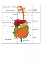 Vista previa - Juegos / Gamificación - Digestive System – Jigsaw Puzzle - página 1