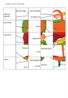 Vista previa - Juegos / Gamificación - Digestive System – Jigsaw Puzzle - página 3