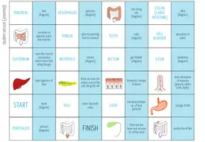 Vista previa - Juegos / Gamificación - Digestive System – Loop Game - página 2
