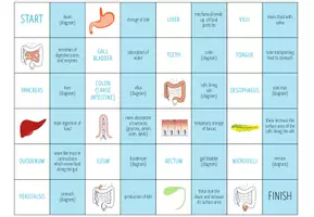 Vista previa - Juegos / Gamificación - Digestive System – Loop Game - página 3