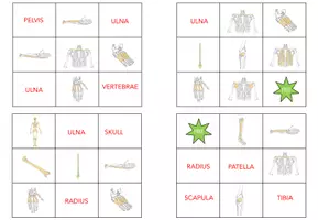 Vista previa - Juegos / Gamificación - Skeleton and Bones – Bingo - página 3
