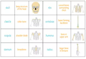 Vista previa - Juegos / Gamificación - Skeleton and Bones – Card Sort - página 2