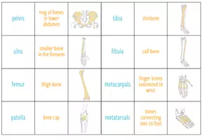 Vista previa - Juegos / Gamificación - Skeleton and Bones – Card Sort - página 3