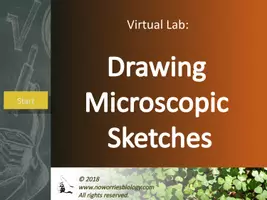 Vista previa - Presentaciones - Cells - Virtual Lab - Drawing Microscopic Sketches - página 1