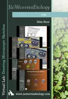 Vista previa - Presentaciones - Cells - Virtual Lab - Drawing Microscopic Sketches - Portada