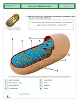 Vista previa - Hojas de trabajo - Cells - Structure of Mitochondria - página 2