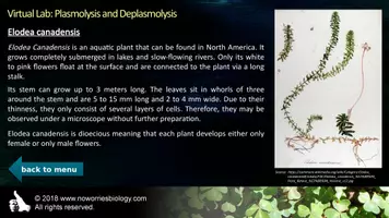 Vista previa - Hojas de trabajo - Cells - Virtual Lab - Plasmolysis and Deplasmolysis - página 3