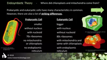 Vista previa - Presentaciones - Cells - Endosymbiotic Theory - página 2